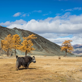 Altai - Khushuut - Yaks